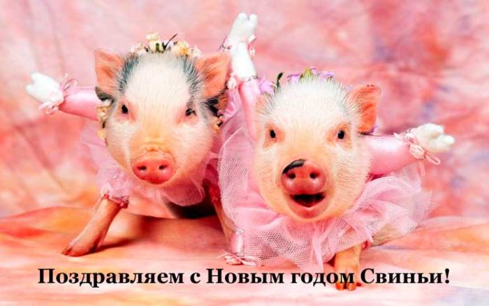 Поздравления С Новым Годом 2021 Свиньи Прикольные Короткие Смс