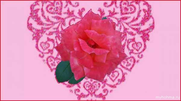 роза в день святого Валентина 