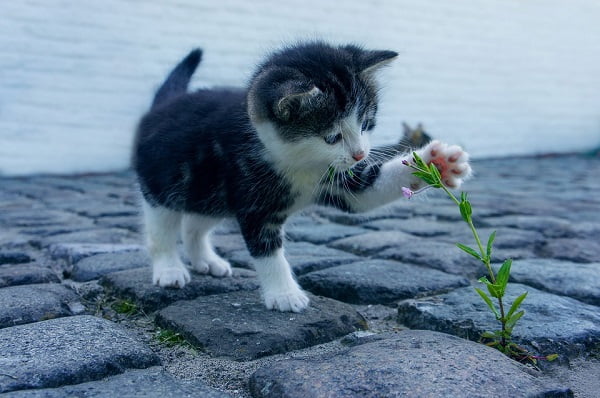 котенок и цветок