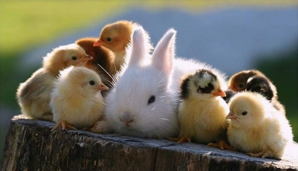 кролик с цыплятами