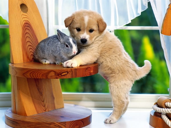 щенок и кролик
