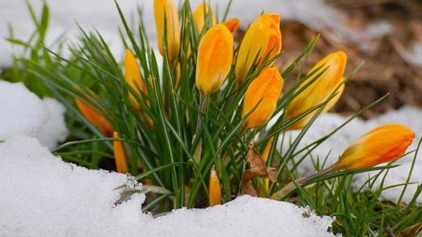 весенняя картинка желтые цветы на снегу
