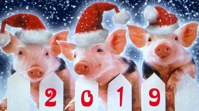 новый год 2019 Желтой Свиньи