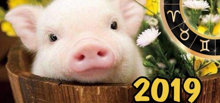 новый год 2019 Желтой Свиньи